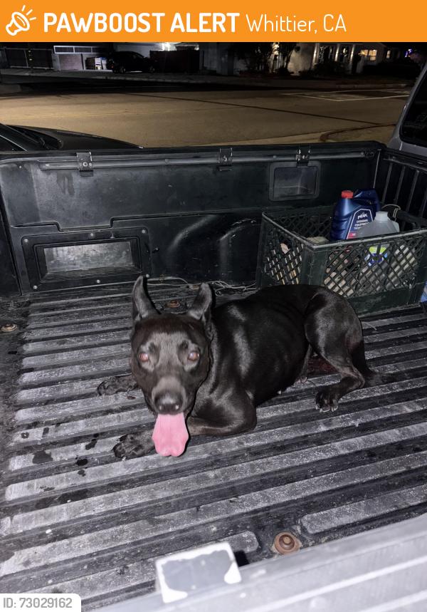 Found/Stray Female Dog last seen Gunn, Whittier, CA 90602