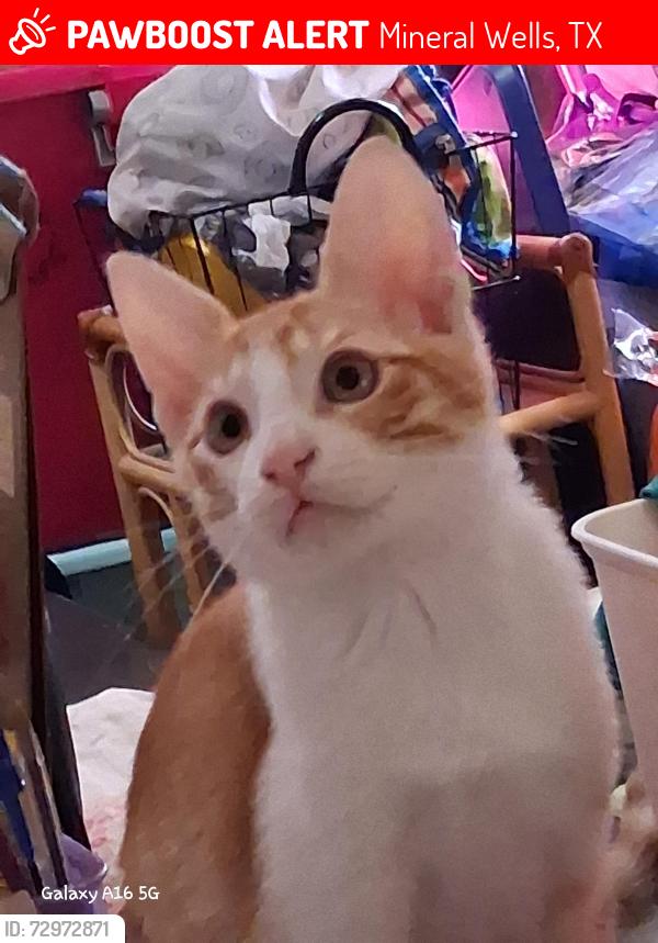 Lost Male Cat last seen Near SE 17th St., Mineral Wells, TX 76067