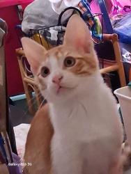 Lost Male Cat last seen Near SE 17th St., Mineral Wells, TX 76067