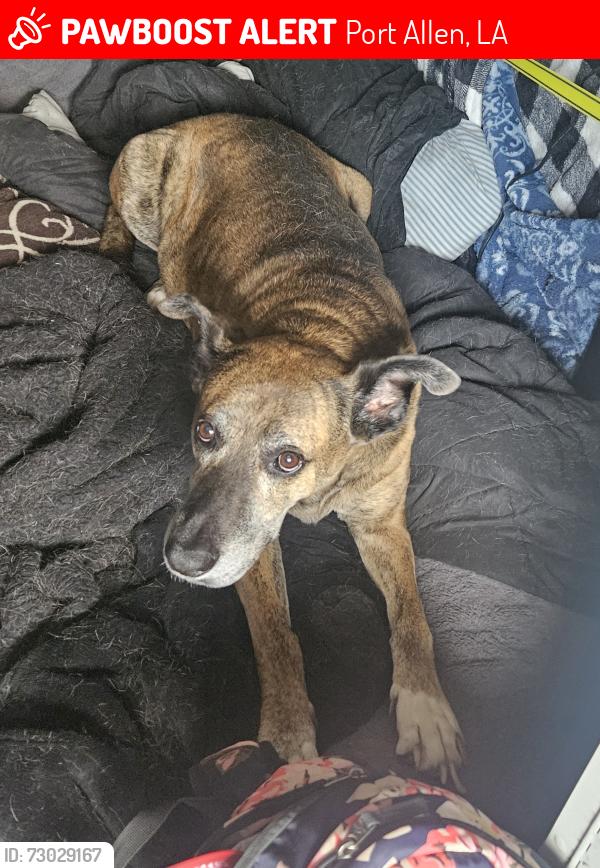 Lost Male Dog last seen S Alexander Ave & Ave G, Port Allen, LA 70767