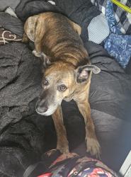 Lost Male Dog last seen S Alexander Ave & Ave G, Port Allen, LA 70767