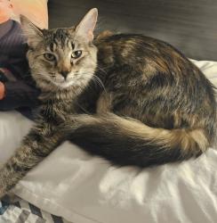 Lost Female Cat last seen Navajo Blue Travel Plaza, Flagstaff, AZ 86004