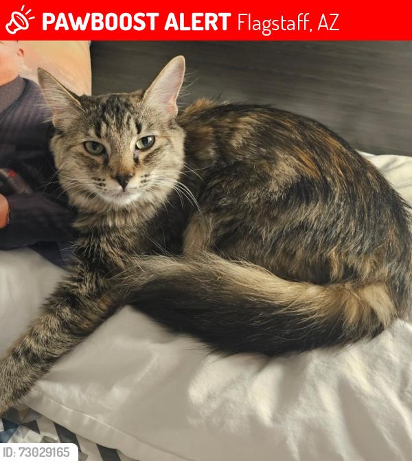 Lost Female Cat last seen Navajo Blue Travel Plaza, Flagstaff, AZ 86004