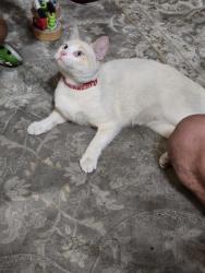 Found/Stray Male Cat last seen La Mirada Elementary and Smythe Elementary, San Diego, CA 92173