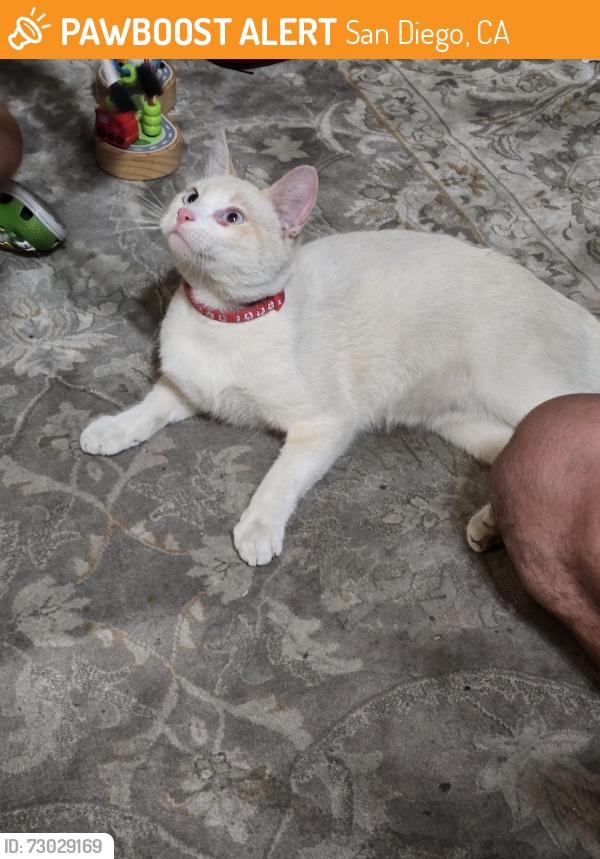 Found/Stray Male Cat last seen La Mirada Elementary and Smythe Elementary, San Diego, CA 92173