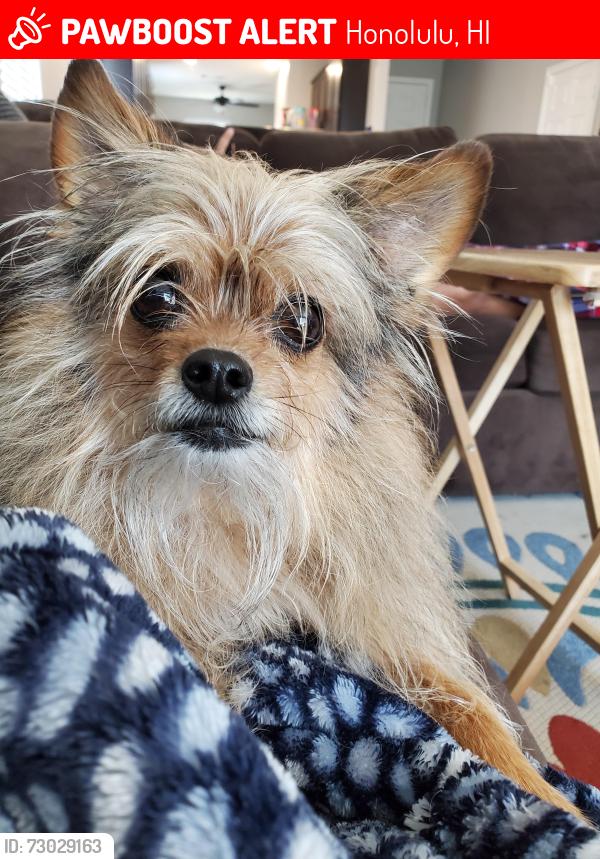 Lost Male Dog last seen Akeakamai and Kaminaka, Honolulu, HI 96816