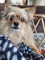 Lost Male Dog last seen Akeakamai and Kaminaka, Honolulu, HI 96816