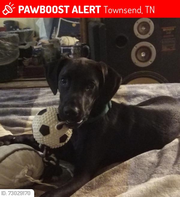 Lost Male Dog last seen Carnes rd, Townsend, TN 37882