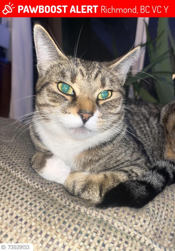 Lost Female Cat last seen Blundell centre, Richmond, BC V7C 2Y3