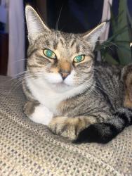 Lost Female Cat last seen Blundell centre, Richmond, BC V7C 2Y3