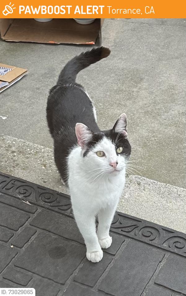 Found/Stray Male Cat last seen Pennsylvania Ave. and 233rd Street, Torrance, CA 90501