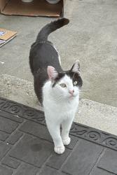 Found/Stray Male Cat last seen Pennsylvania Ave. and 233rd Street, Torrance, CA 90501
