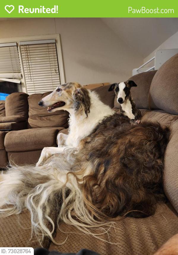 Reunited Male Dog last seen Brantley Oaks Neighborhood , Charlotte, NC 28215