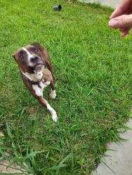 Found/Stray Female Dog last seen 41st Street and 49th West avenue, Tulsa, OK 74107