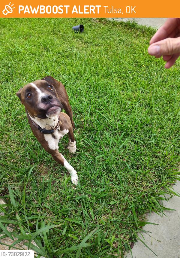 Found/Stray Female Dog last seen 41st Street and 49th West avenue, Tulsa, OK 74107