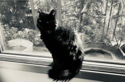 Reunited Male Cat last seen Newgrove street , Lakewood, WA 98498