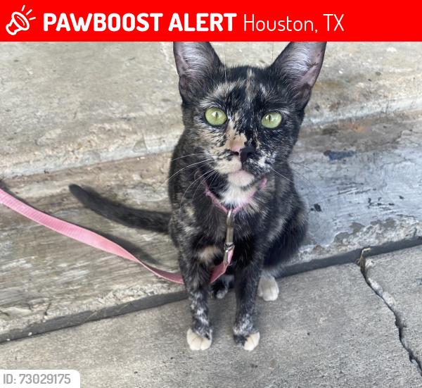 Lost Female Cat last seen kinloch dr. houston,tx , Houston, TX 77084