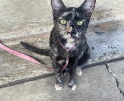 Lost Female Cat last seen kinloch dr. houston,tx , Houston, TX 77084