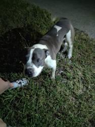 Found/Stray Male Dog last seen Bear creek rd and heritage park, Glenn Heights, TX 75154