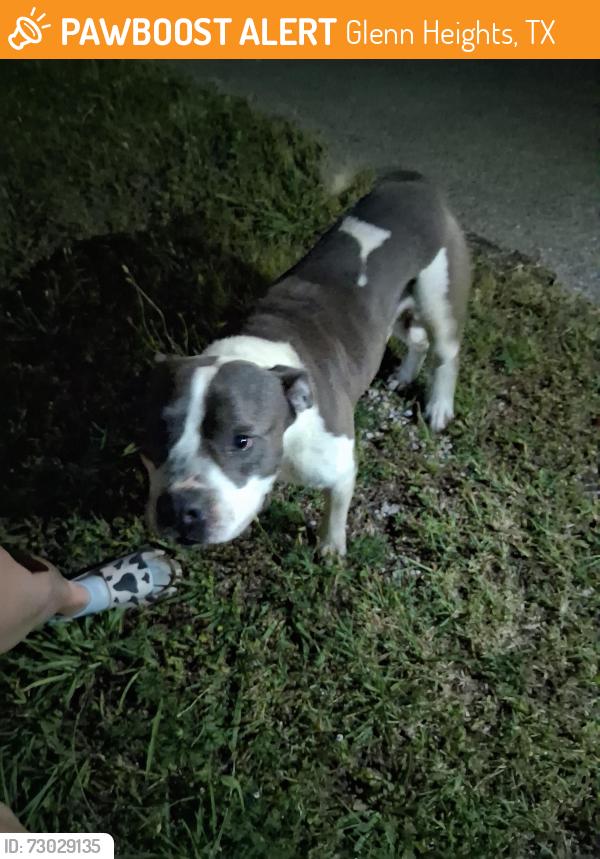 Found/Stray Male Dog last seen Bear creek rd and heritage park, Glenn Heights, TX 75154