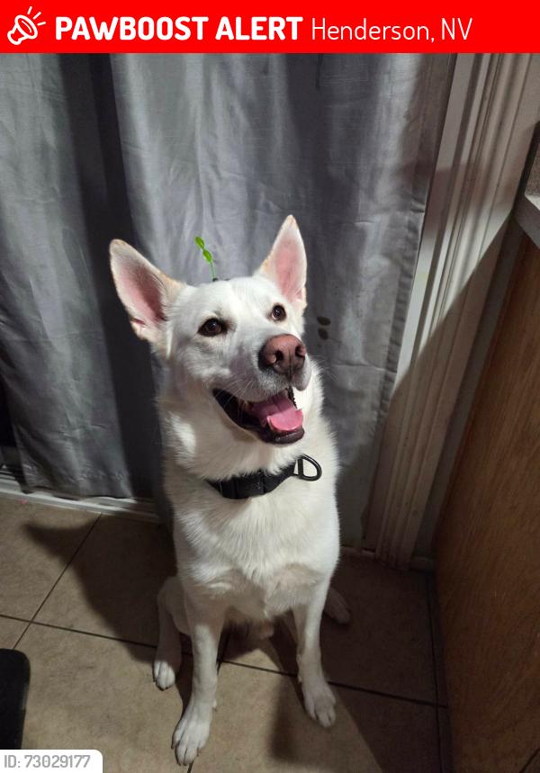 Lost Male Dog last seen Nevada state dr, Henderson, NV 89002