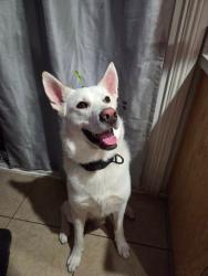Lost Male Dog last seen Nevada state dr, Henderson, NV 89002