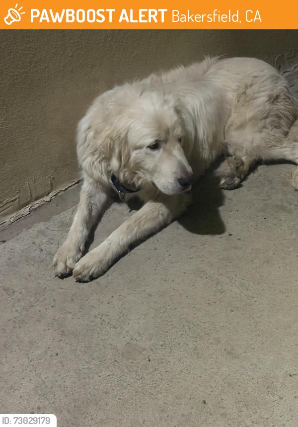 Found/Stray Unknown Dog last seen Panamá ln and Betty st, Bakersfield, CA 93307