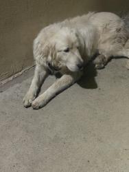 Found/Stray Unknown Dog last seen Panamá ln and Betty st, Bakersfield, CA 93307