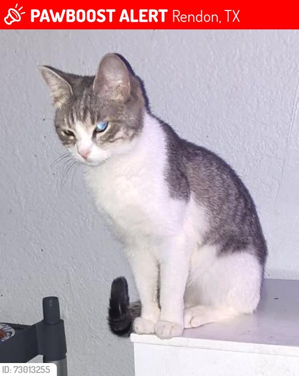 Lost Female Cat last seen Rendon Estates Rd, Rendon, TX 76063, Rendon, TX 76063