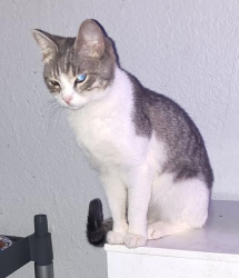 Lost Female Cat last seen Rendon Estates Rd, Rendon, TX 76063, Rendon, TX 76063