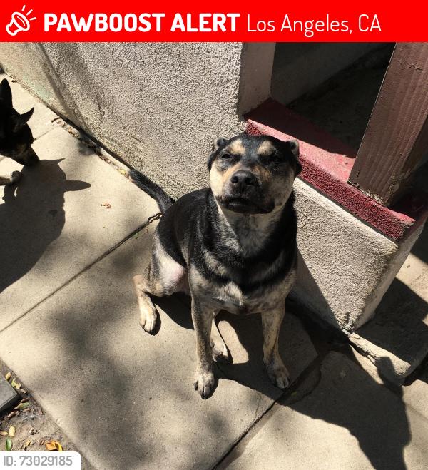 Lost Female Dog last seen Near 11700 S Wilmington Ave off the 105 in South LA near the Dennys., Los Angeles, CA 90059