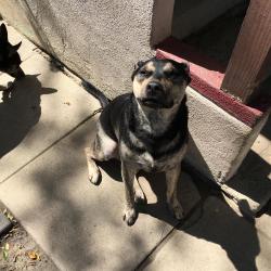 Lost Female Dog last seen Near 11700 S Wilmington Ave off the 105 in South LA near the Dennys., Los Angeles, CA 90059