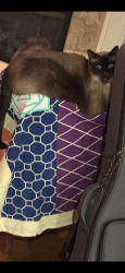 Lost Male Cat last seen Pease road, leland, Oregon City, OR 97045