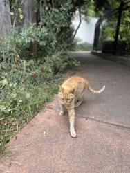 Found/Stray Unknown Cat last seen MacLaren Park at the Wilde Ave. entrance , San Francisco, CA 94134