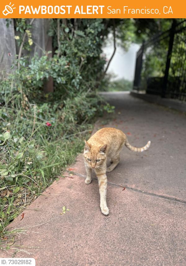 Found/Stray Unknown Cat last seen MacLaren Park at the Wilde Ave. entrance , San Francisco, CA 94134