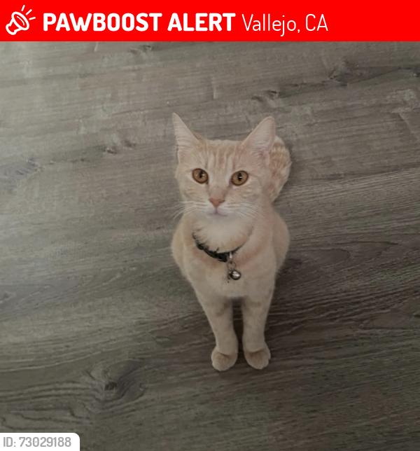 Lost Female Cat last seen She is probaly around 214 del sur still, she could have not gotten too far. , Vallejo, CA 94591