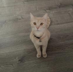 Lost Female Cat last seen She is probaly around 214 del sur still, she could have not gotten too far. , Vallejo, CA 94591