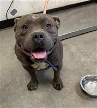 Shelter Stray Male Dog last seen Near BLOCK E WHITE AVE, FRESNO CA 93701 2073, 5277 E Airways Blvd, Fresno, CA 93727, USA