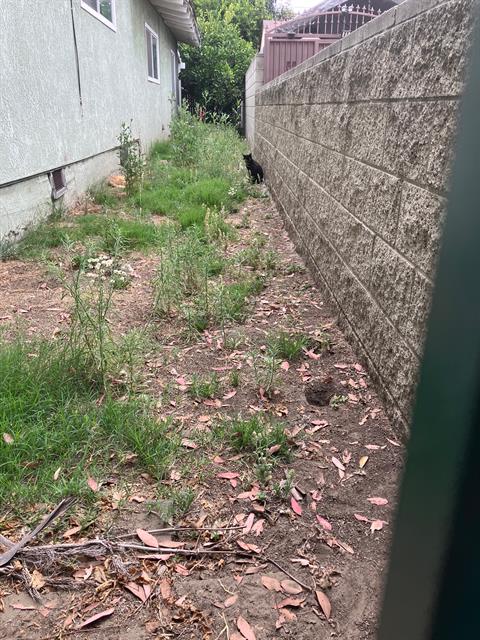 Shelter Stray Female Cat last seen Near BLOCK FASHION AVE, LB CA 90810, 7700 E Spring St, Long Beach, CA 90815, USA