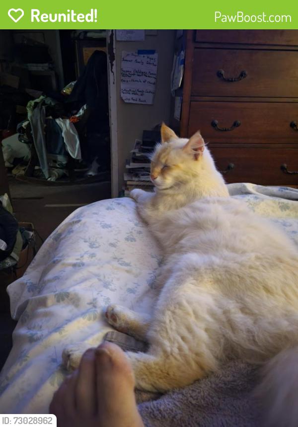 Reunited Male Cat last seen Near 11th Ave NW PUYALLUP Wash 98371, Puyallup, WA 98371