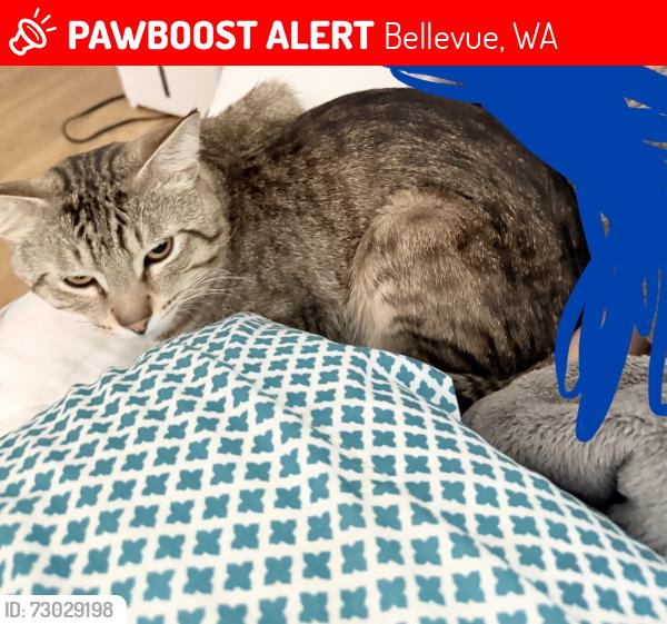 Lost Male Cat last seen The foot hill apmts, Bellevue, WA 98005