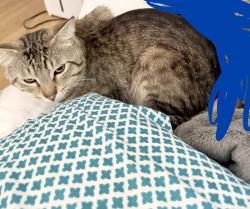 Lost Male Cat last seen The foot hill apmts, Bellevue, WA 98005