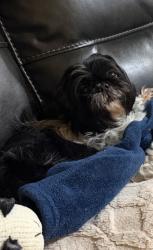 Reunited Female Dog last seen St James Ave/Merimac Ave , Springfield, MA 01104