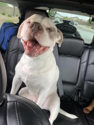 Lost Male Dog last seen Windmill Village, Buckeye, AZ 85326