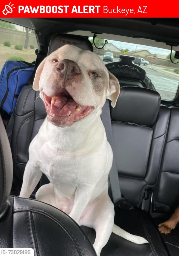 Lost Male Dog last seen Windmill Village, Buckeye, AZ 85326