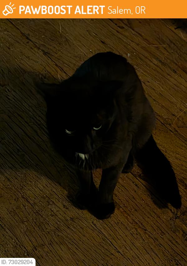 Found/Stray Unknown Cat last seen D Street and 16th Street, Salem, OR 97301