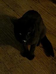 Found/Stray Unknown Cat last seen D Street and 16th Street, Salem, OR 97301