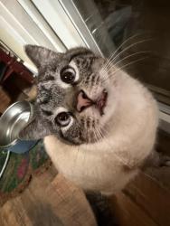 Lost Male Cat last seen Tylersville rd, West Chester Township, OH 45069