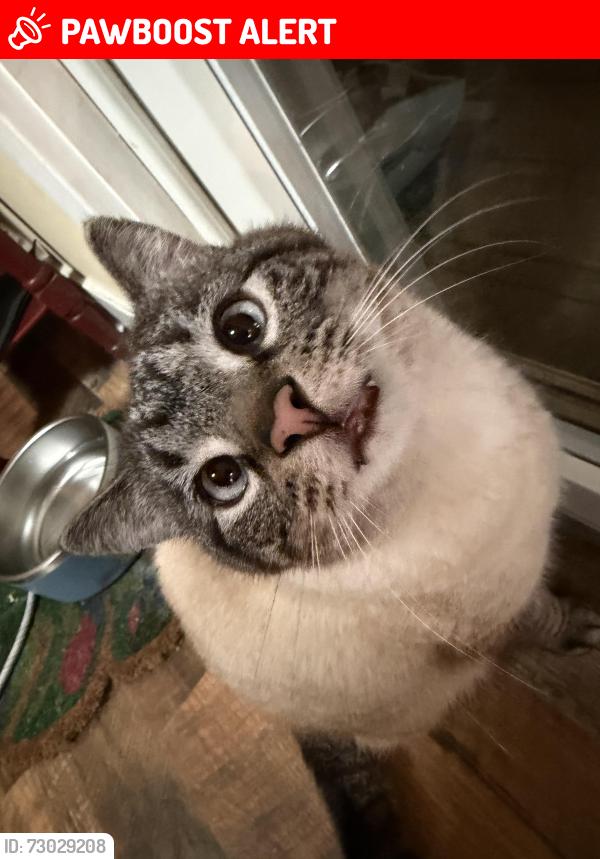 Lost Male Cat last seen Tylersville rd, West Chester Township, OH 45069