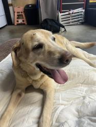 Found/Stray Male Dog last seen Nearest cross streets are Quince Rd and Field Rd in Portsmouth, Virginia 23703, Portsmouth, VA 23703